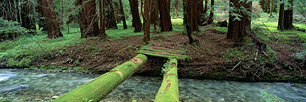 Lush-Green-Bridge-in-Springtime.jpg