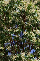 Madrone-Blossom.jpg