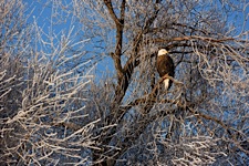 Magnificent-Eagle.jpg