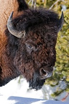 Majestic-Bison.jpg