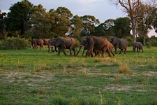 Majestic-Elephant-Passage.jpg