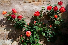 Mission-Roses.jpg