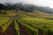 Misty-Vineyard-Morning.jpg