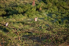 Monkey-Treetop.jpg