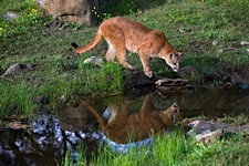 Mountain-Lion-Reflection.jpg