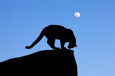 Mountain-Lion-by-Moonlight.jpg