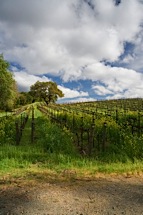 Napa-Springtime-Vertical.jpg