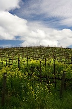 Napa-Valley-Springtime.jpg