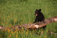 Natures-Playground.jpg