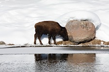 New-Life-in-Yellowstone.jpg