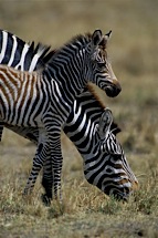 New-Life-on-the-Serengeti.jpg