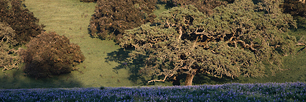 Oak-and-Lupine.jpg