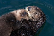 Otter-Happiness.jpg