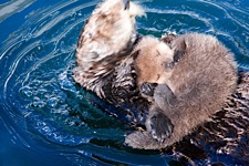 Otter-Shower.jpg