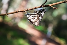 Pair-of-Monarchs.jpg