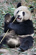 Panda-Wave.jpg