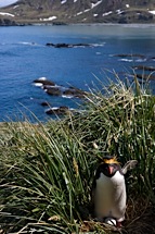 Penguin-Nest-Hill.jpg