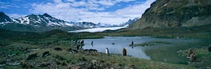 Penguin-Pond.jpg