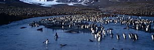 Penguin-Swimming-Hole.jpg