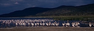 Pink-Pelican-Beach.jpg