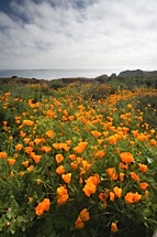 Poppy-Cove.jpg