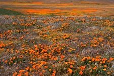 Poppy-Fields.jpg