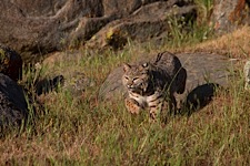 Prancing-Bobcat.jpg