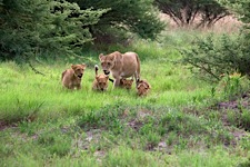 Pride-Family-Stroll.jpg