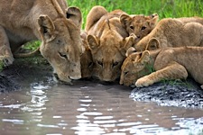 Prides-Watering-Hole.jpg