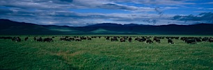 Range-of-the-Buffalo.jpg