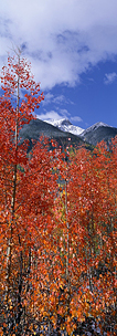 Red-Aspen-and-Blue-Skies.jpg