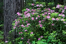 Rhodedendrum-Duet.jpg