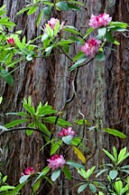 Rhodedendrum-Intimate.jpg