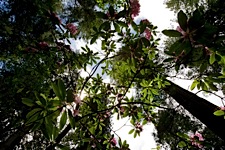 Rhodedendrum-Rising.jpg