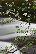 River-Dogwoods.jpg