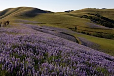 Rolling-Lupine.jpg