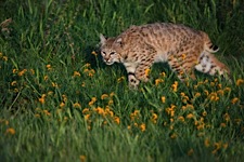 Sauntering-Bobcat.jpg