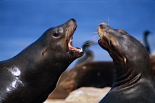 Sea-Lion-Conversation.jpg