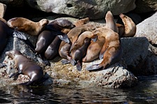 Sea-Lion-Lair.jpg