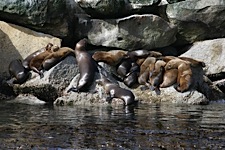 Sea-Lion-Lounge.jpg