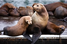 Sea-Lion-Mom-and-Young.jpg