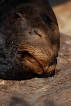 Sea-Lion-Naptime.jpg