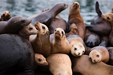 Sea-Lion-Party.jpg