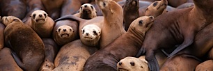 Sea-Lion-Pile-on.jpg