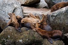 Sea-Lion-Pillows.jpg