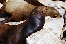 Sea-Lion-Sunbather.jpg