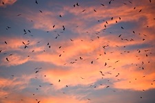 Seagull-Sunset-Flight.jpg