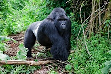 Silverback-Passage.jpg