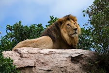 Simba-the-Magnificent.jpg