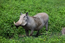 Smiling-Warthog.jpg